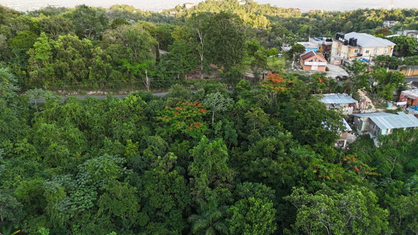 Sixth image of Part Of- Burnside Mountain in Red Hills, St. Andrew, Jamaica - property is For Sale