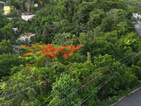 First image of Part Of- Burnside Mountain in Red Hills, St. Andrew, Jamaica - property is For Sale