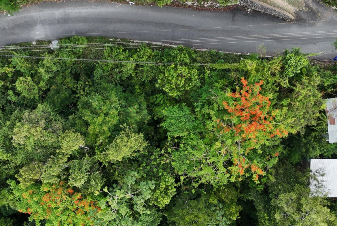 Seventh image of Part Of- Burnside Mountain in Red Hills, St. Andrew, Jamaica - property is For Sale