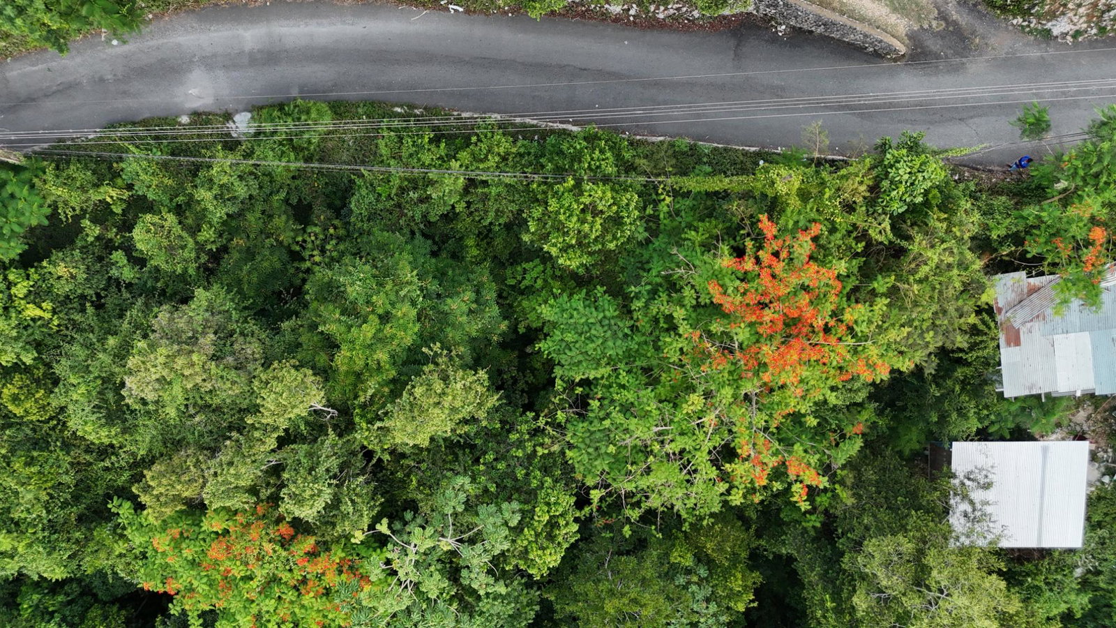 Seventh image of Part Of- Burnside Mountain in Red Hills, St. Andrew, Jamaica - property is For Sale
