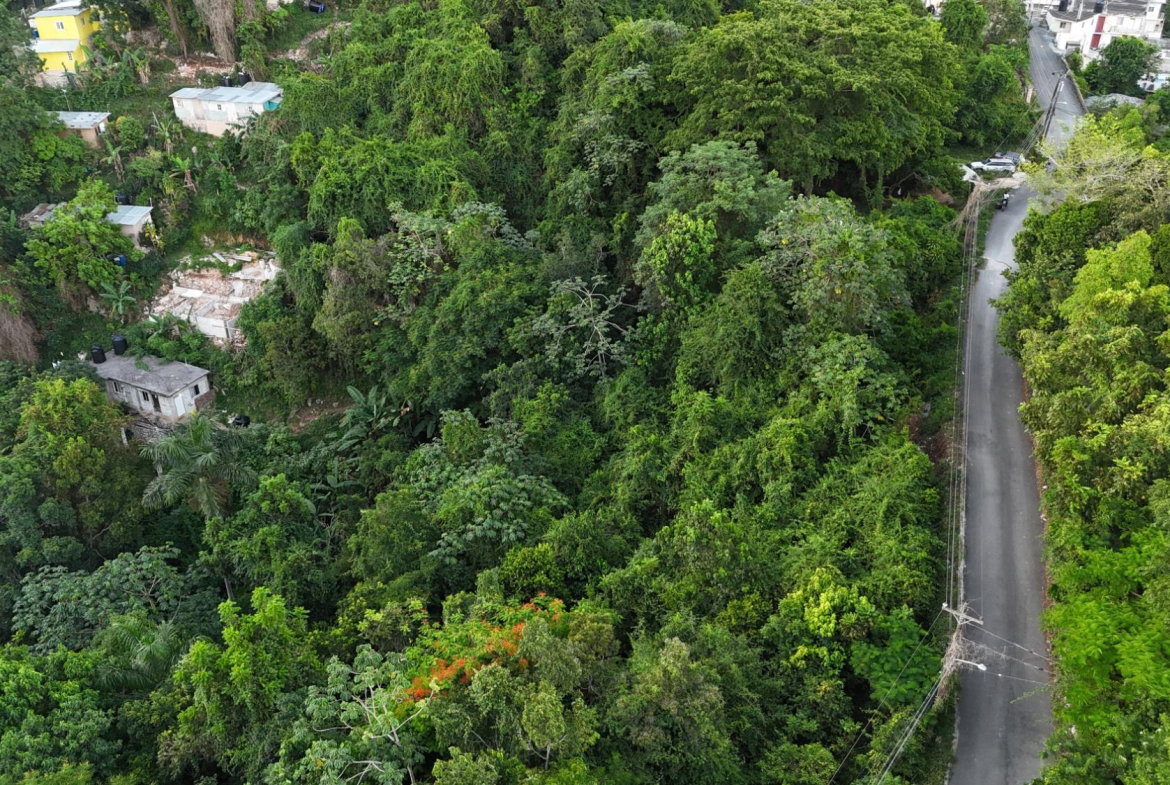 Eighth image of Part Of- Burnside Mountain in Red Hills, St. Andrew, Jamaica - property is For Sale