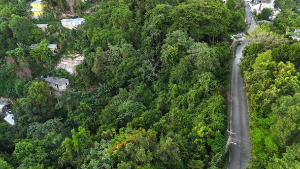 Eighth image of Part Of- Burnside Mountain in Red Hills, St. Andrew, Jamaica - property is For Sale