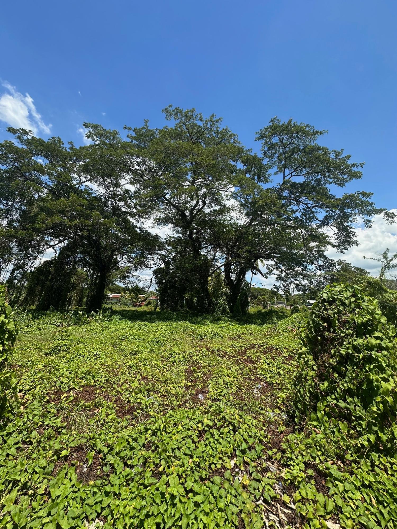 Residential-Lot-for-Sale-in-Clarendon-Jamaica-–-8684-sqft-on-Western-Park-Road Fourth image of Western Park Road in May Pen, Clarendon, Jamaica - property is For Sale