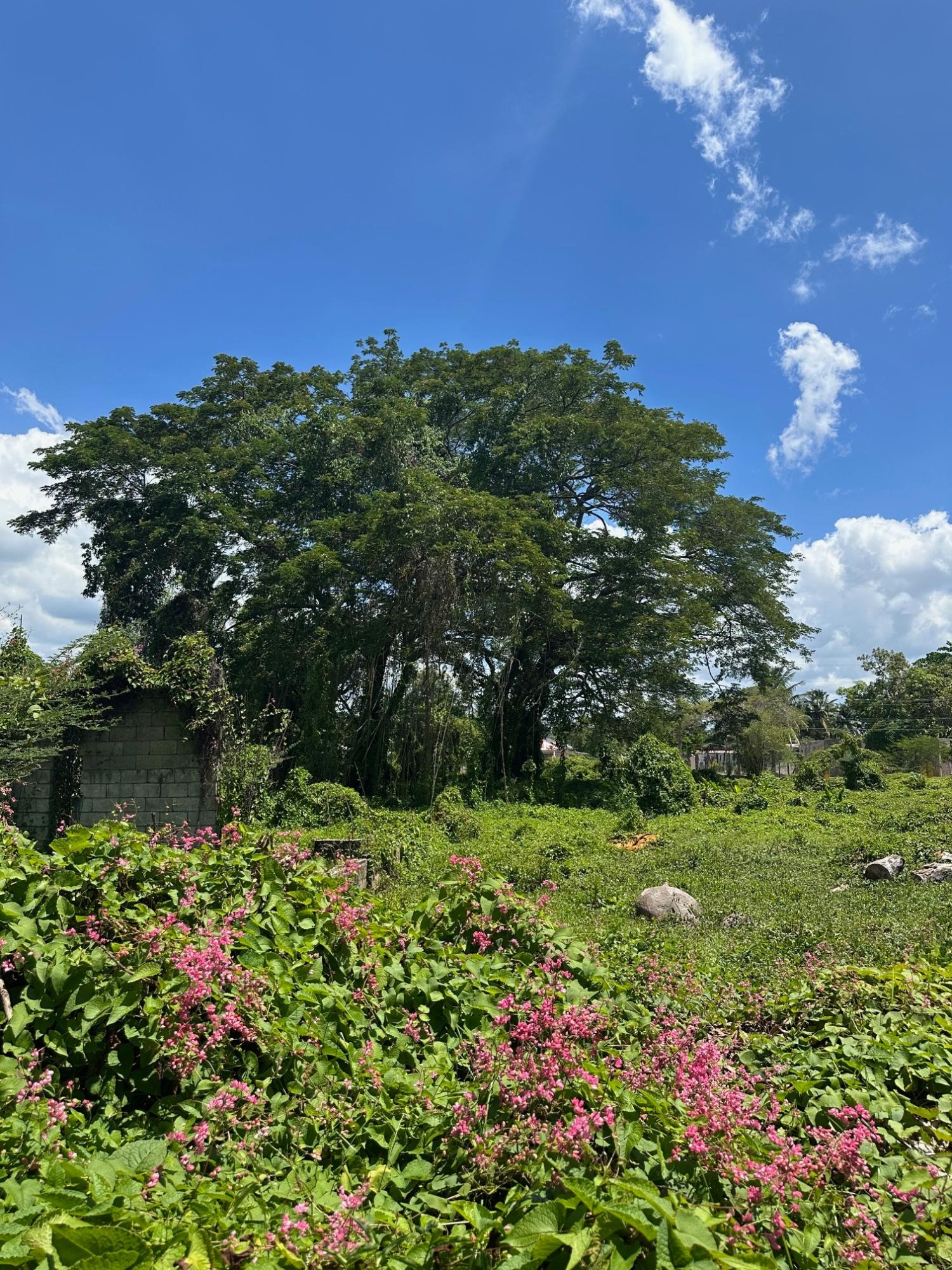 Residential-Lot-for-Sale-in-Clarendon-Jamaica-–-8684-sqft-on-Western-Park-Road Sixth image of Western Park Road in May Pen, Clarendon, Jamaica - property is For Sale
