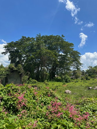 Sixth image of Western Park Road in May Pen, Clarendon, Jamaica - property is For Sale