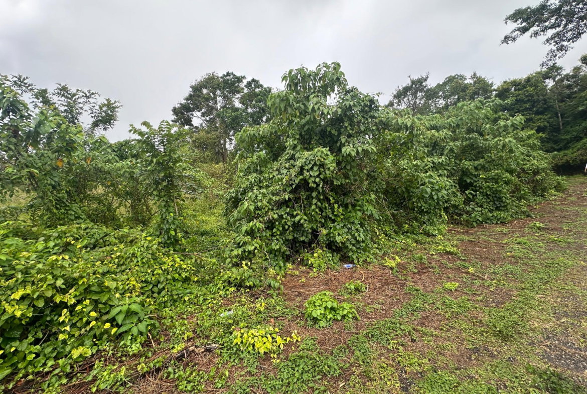 First image of Content Adelphi in Hampden, Trelawny, Jamaica - property is For Sale