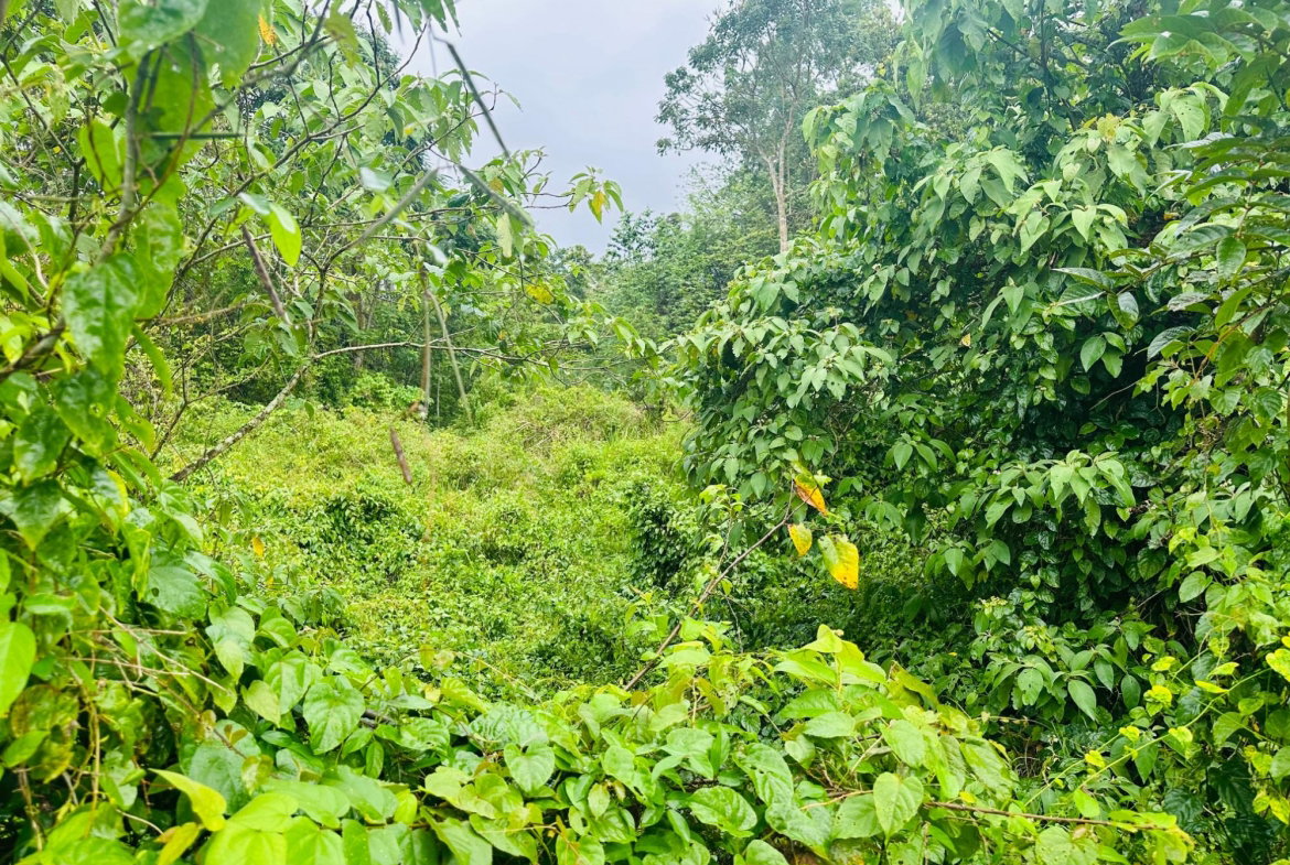 Seventh image of Content Adelphi in Hampden, Trelawny, Jamaica - property is For Sale