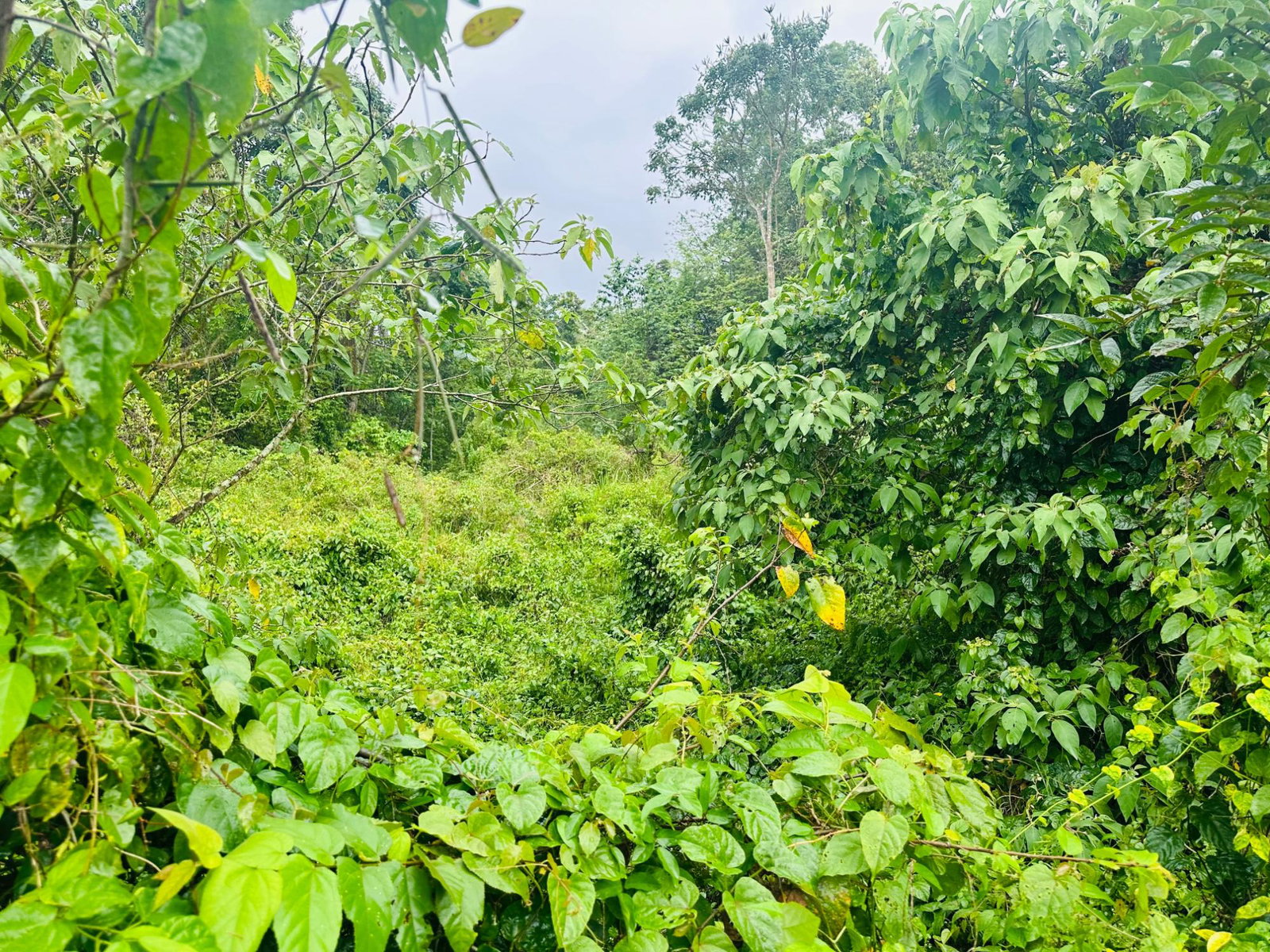 Residential-Lot-for-Sale-in-Content-Adelphi-Trelawny-Jamaica-9270-Sq.Ft Seventh image of Content Adelphi in Hampden, Trelawny, Jamaica - property is For Sale