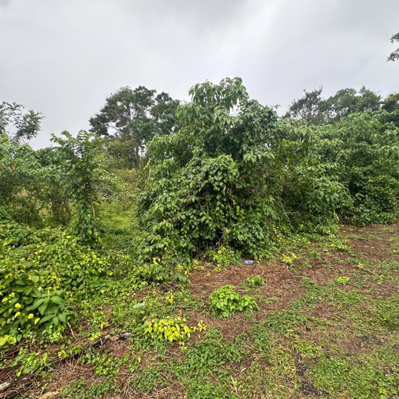 First image of Content Adelphi in Hampden, Trelawny, Jamaica - property is For Sale