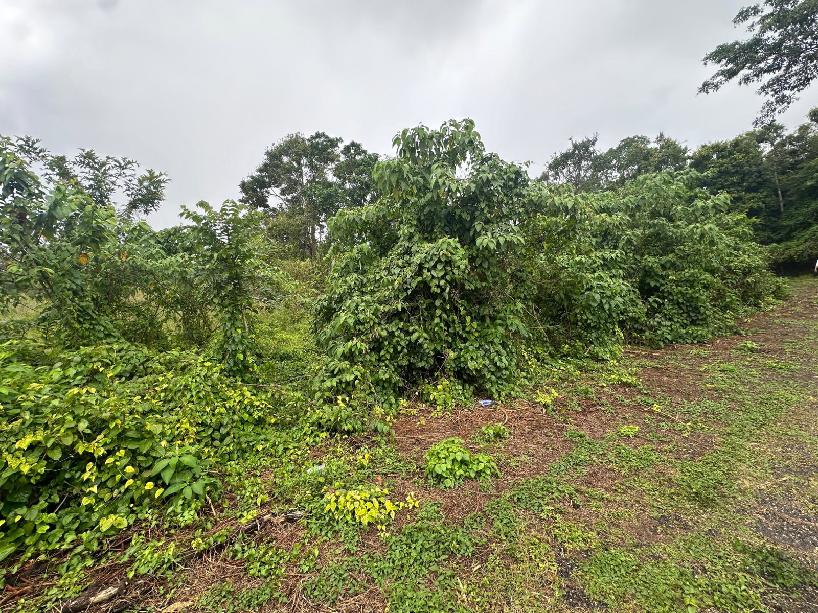 Residential-Lot-for-Sale-in-Content-Adelphi-Trelawny-Jamaica-9270-Sq.Ft First image of Content Adelphi in Hampden, Trelawny, Jamaica - property is For Sale