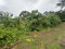 First image of Content Adelphi in Hampden, Trelawny, Jamaica - property is For Sale