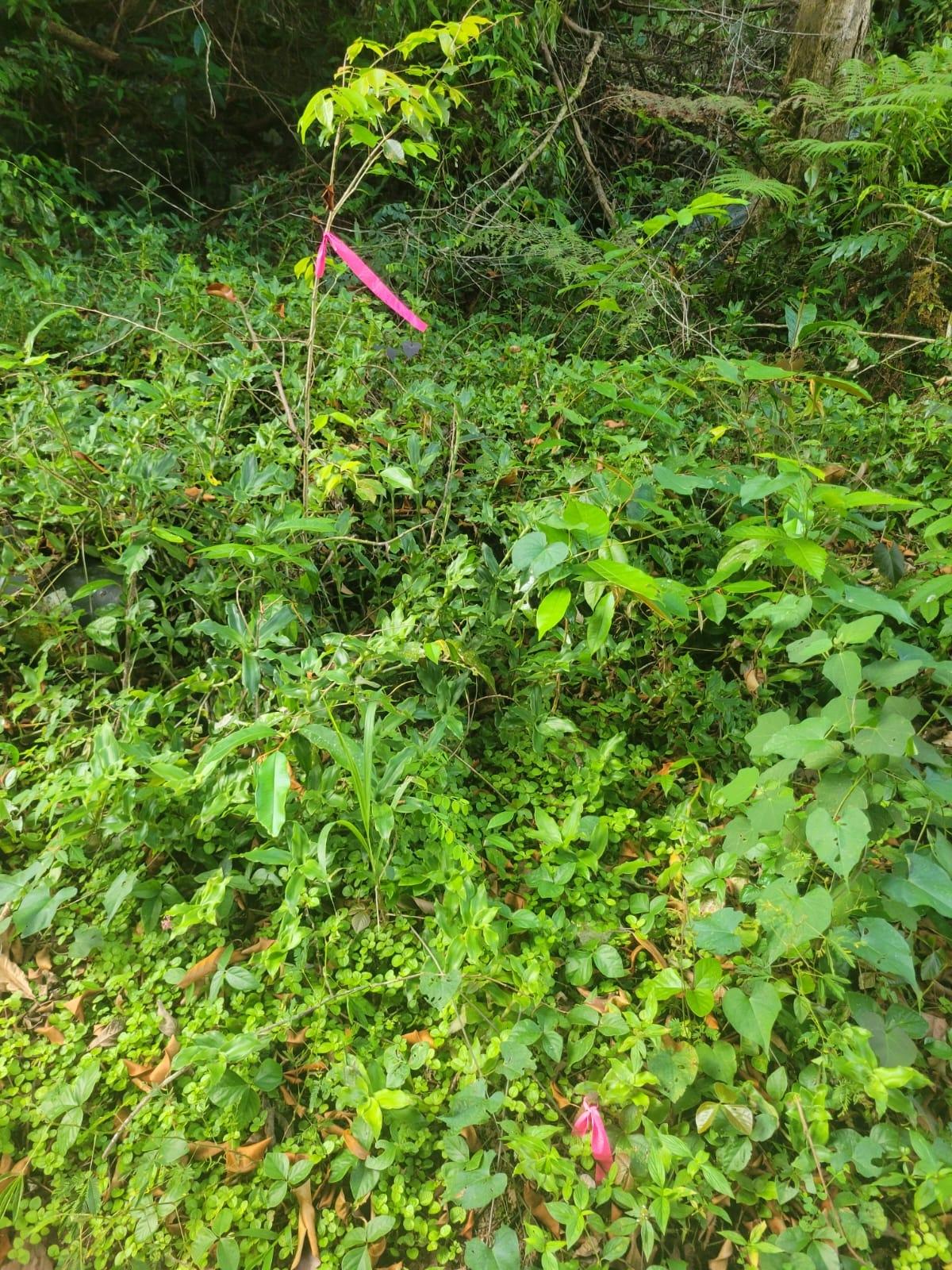 Thirteenth image of Part Of- Coopers Hill in Red Hills, St. Andrew, Jamaica - property is For Sale