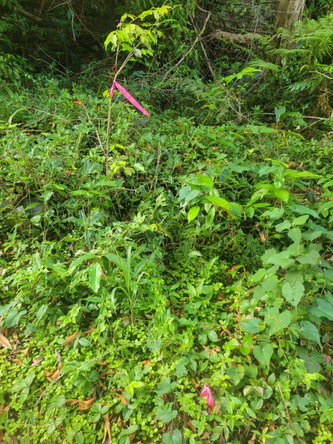 Thirteenth image of Part Of- Coopers Hill in Red Hills, St. Andrew, Jamaica - property is For Sale