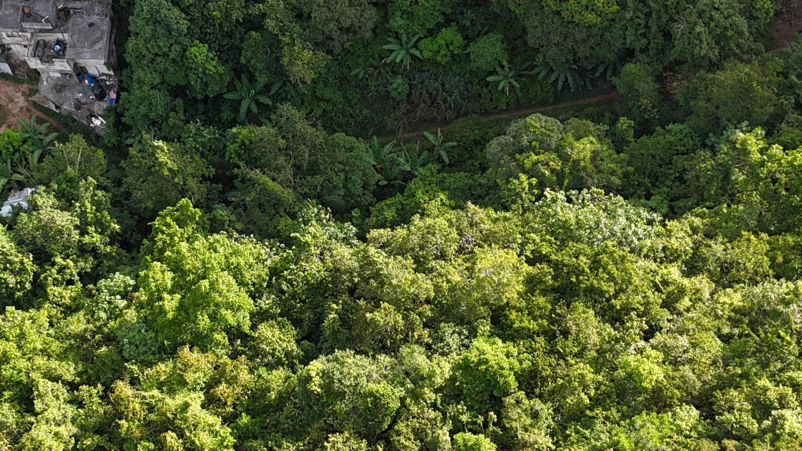 Eighth image of Part Of- Coopers Hill in Red Hills, St. Andrew, Jamaica - property is For Sale