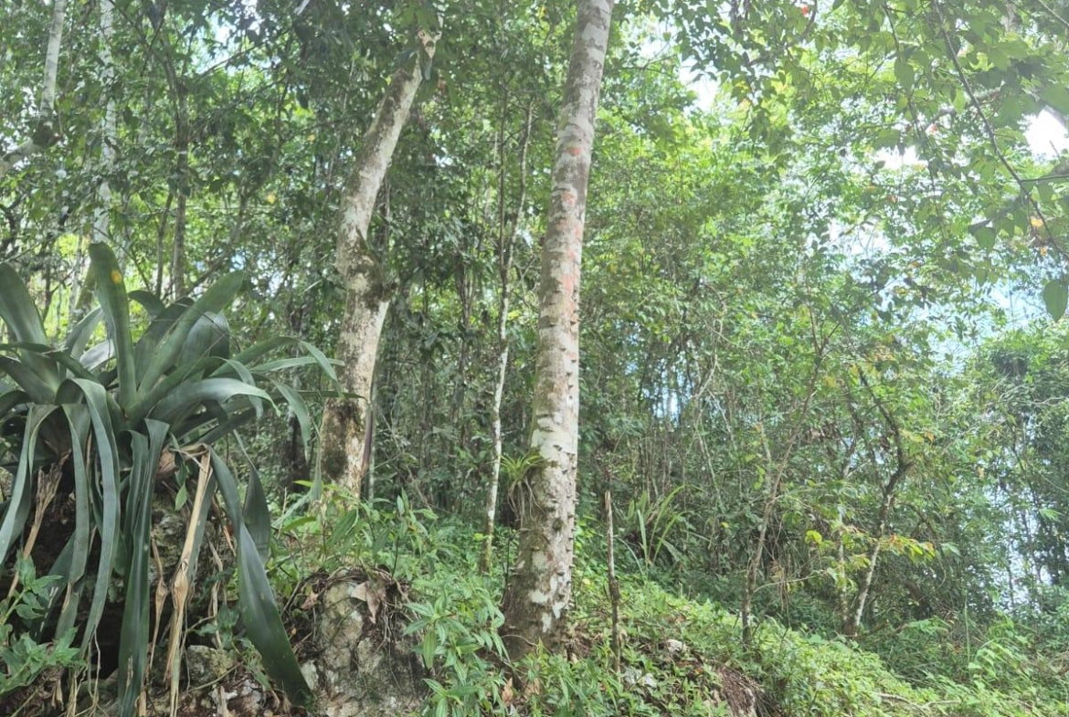 First image of 9 Coopers Hill in Red Hills, St. Andrew, Jamaica - property is For Sale