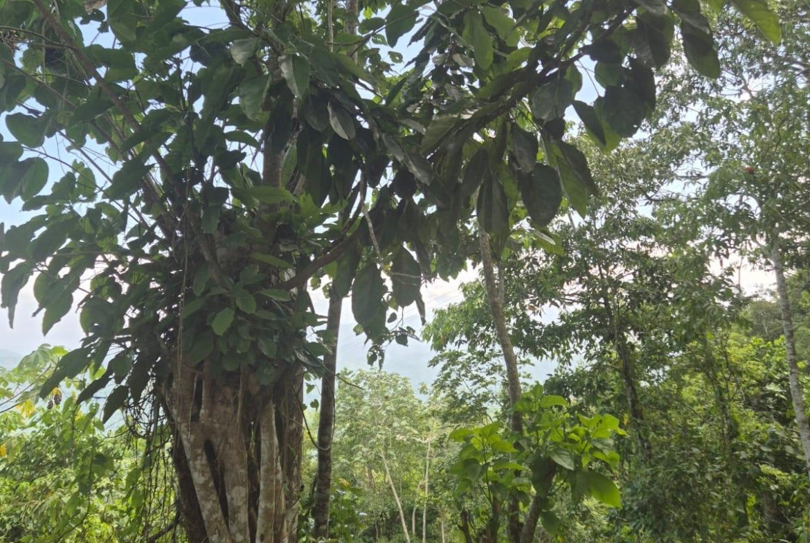 Fourth image of 9 Coopers Hill in Red Hills, St. Andrew, Jamaica - property is For Sale