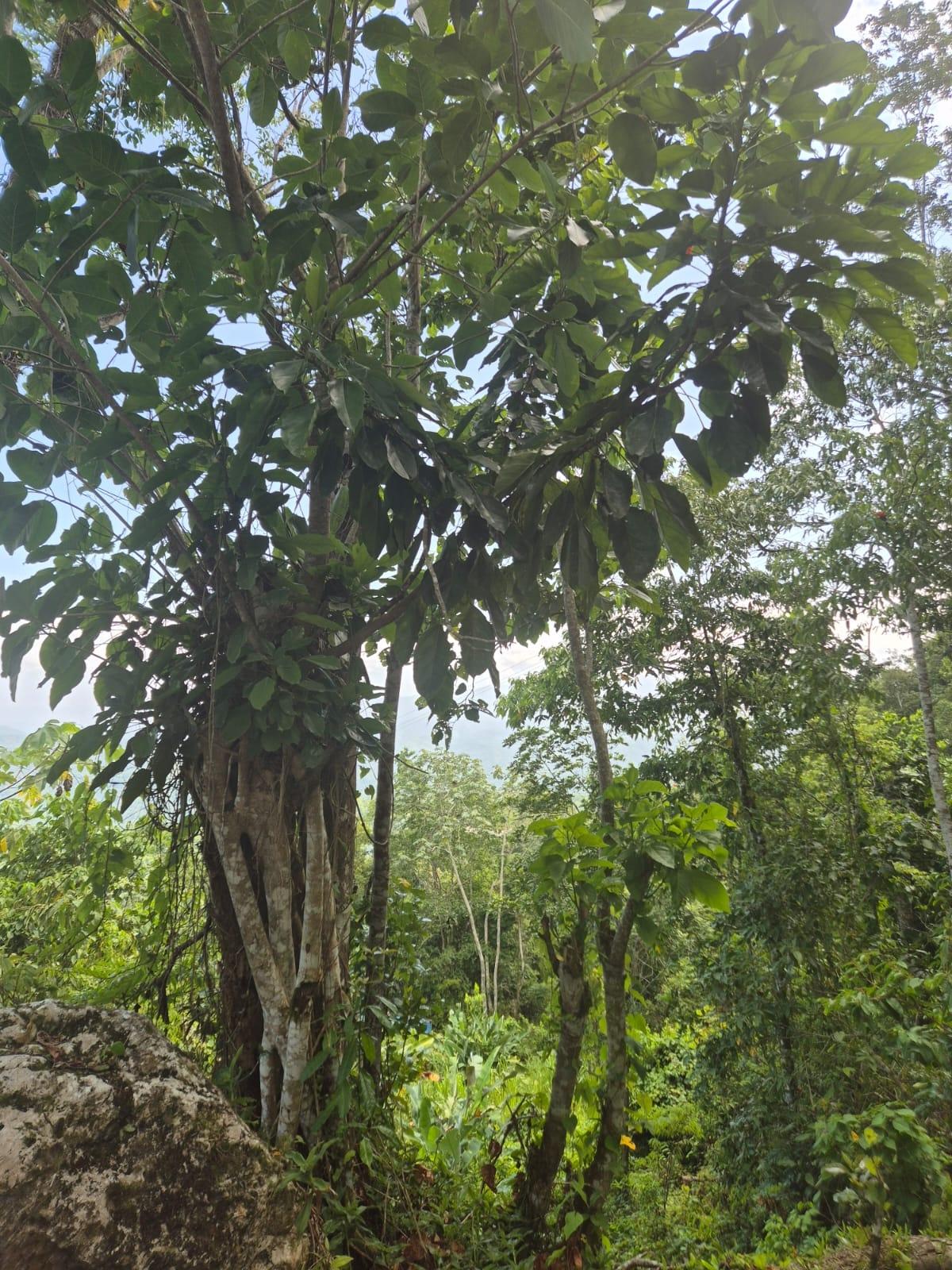 Residential-Lot-for-Sale-in-Coopers-Hill-St.-Andrew-–-17749-sq.-ft.-Build-Your-Dream-Home Fourth image of 9 Coopers Hill in Red Hills, St. Andrew, Jamaica - property is For Sale