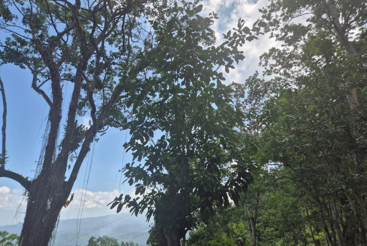 Fifth image of 9 Coopers Hill in Red Hills, St. Andrew, Jamaica - property is For Sale