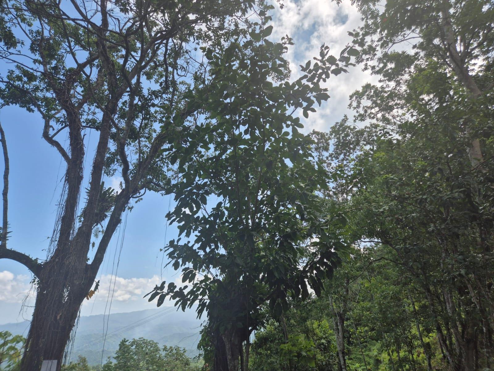 Residential-Lot-for-Sale-in-Coopers-Hill-St.-Andrew-–-17749-sq.-ft.-Build-Your-Dream-Home Fifth image of 9 Coopers Hill in Red Hills, St. Andrew, Jamaica - property is For Sale