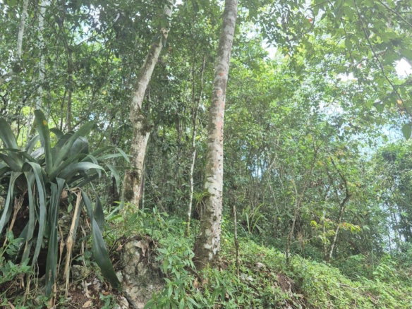 First image of 9 Coopers Hill in Red Hills, St. Andrew, Jamaica - property is For Sale