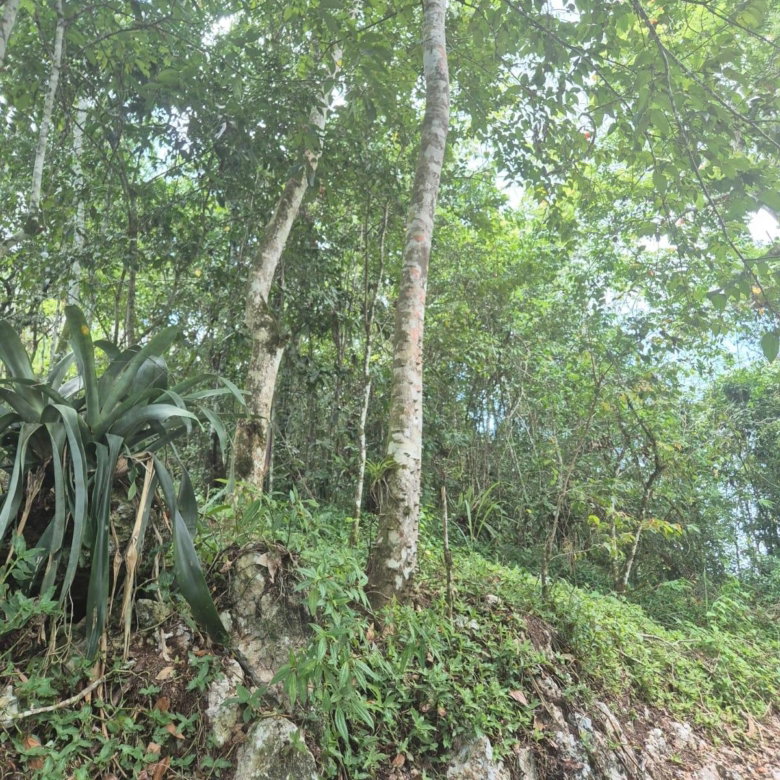 First image of 9 Coopers Hill in Red Hills, St. Andrew, Jamaica - property is For Sale