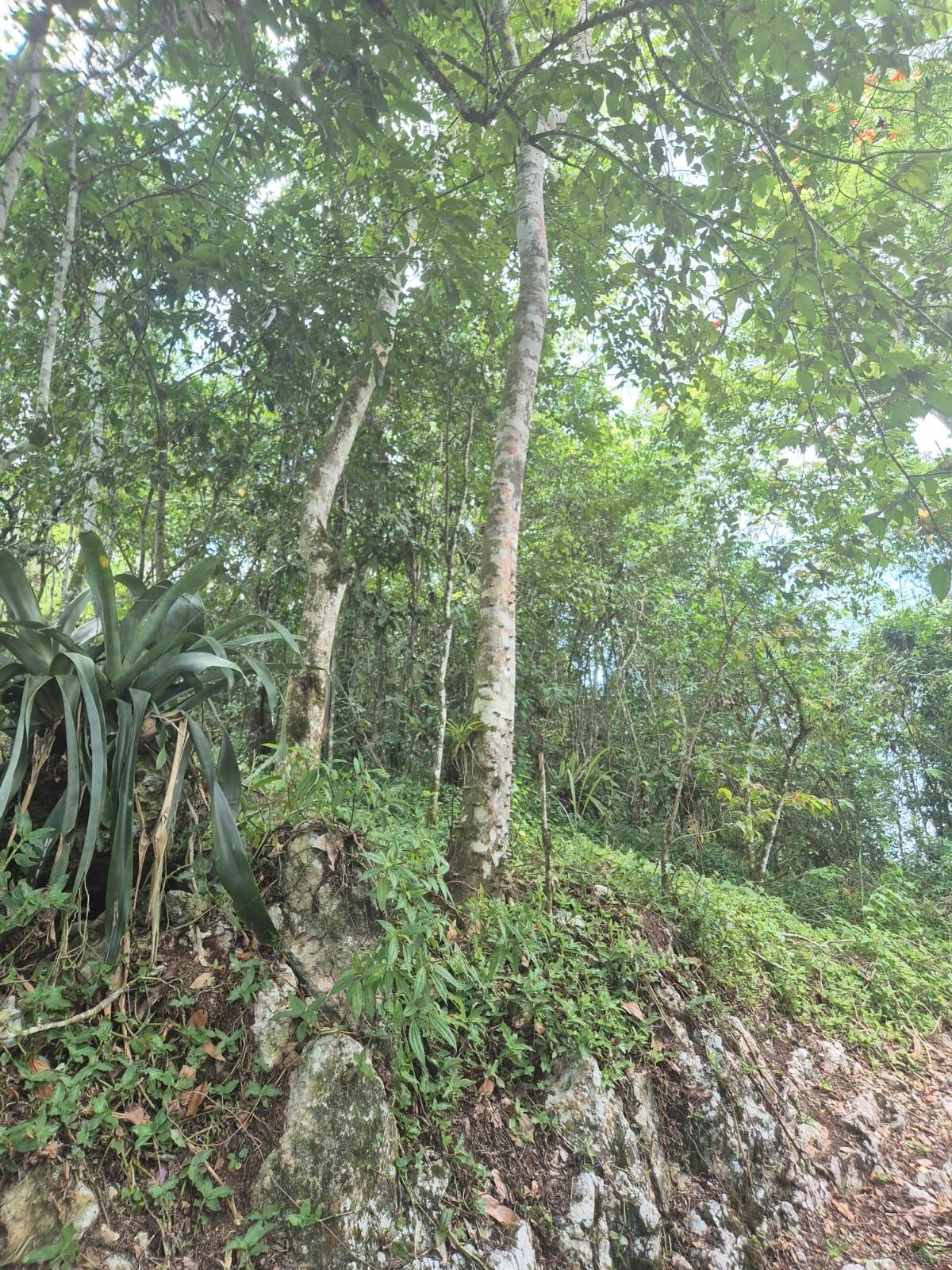 Residential-Lot-for-Sale-in-Coopers-Hill-St.-Andrew-–-17749-sq.-ft.-Build-Your-Dream-Home First image of 9 Coopers Hill in Red Hills, St. Andrew, Jamaica - property is For Sale