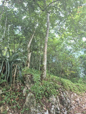 First image of 9 Coopers Hill in Red Hills, St. Andrew, Jamaica - property is For Sale