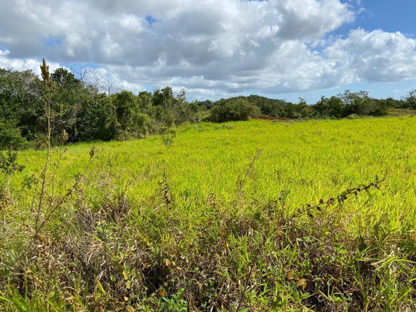 Fourteenth image of Lot 12- Wilson's Pen; Cross Keys in Cross Keys, Manchester, Jamaica - property is For Sale