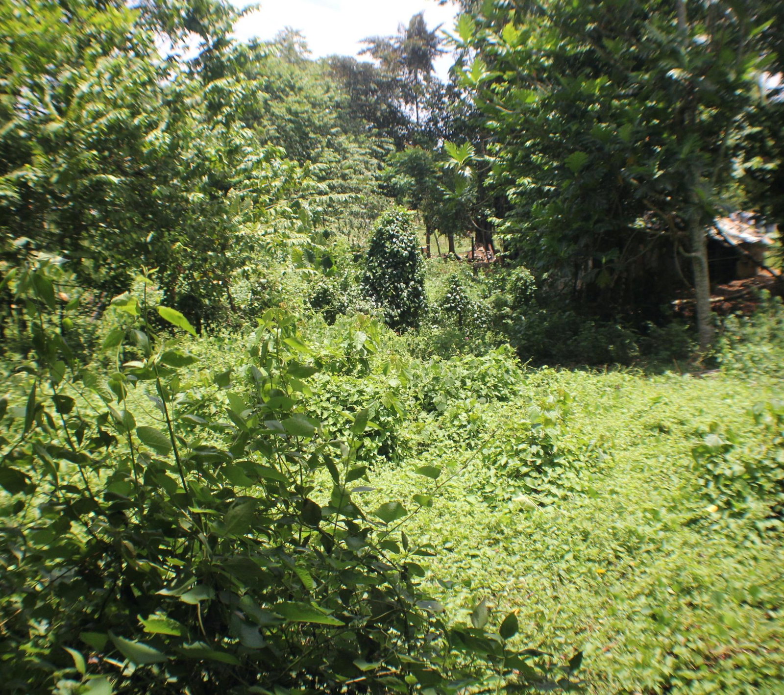 Third image of Friendship, Doctor Rock in Santa Cruz, St. Elizabeth, Jamaica - property is For Sale