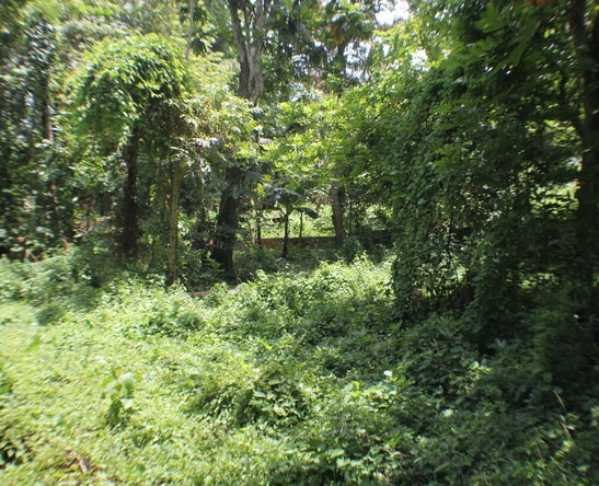 Fourth image of Friendship, Doctor Rock in Santa Cruz, St. Elizabeth, Jamaica - property is For Sale