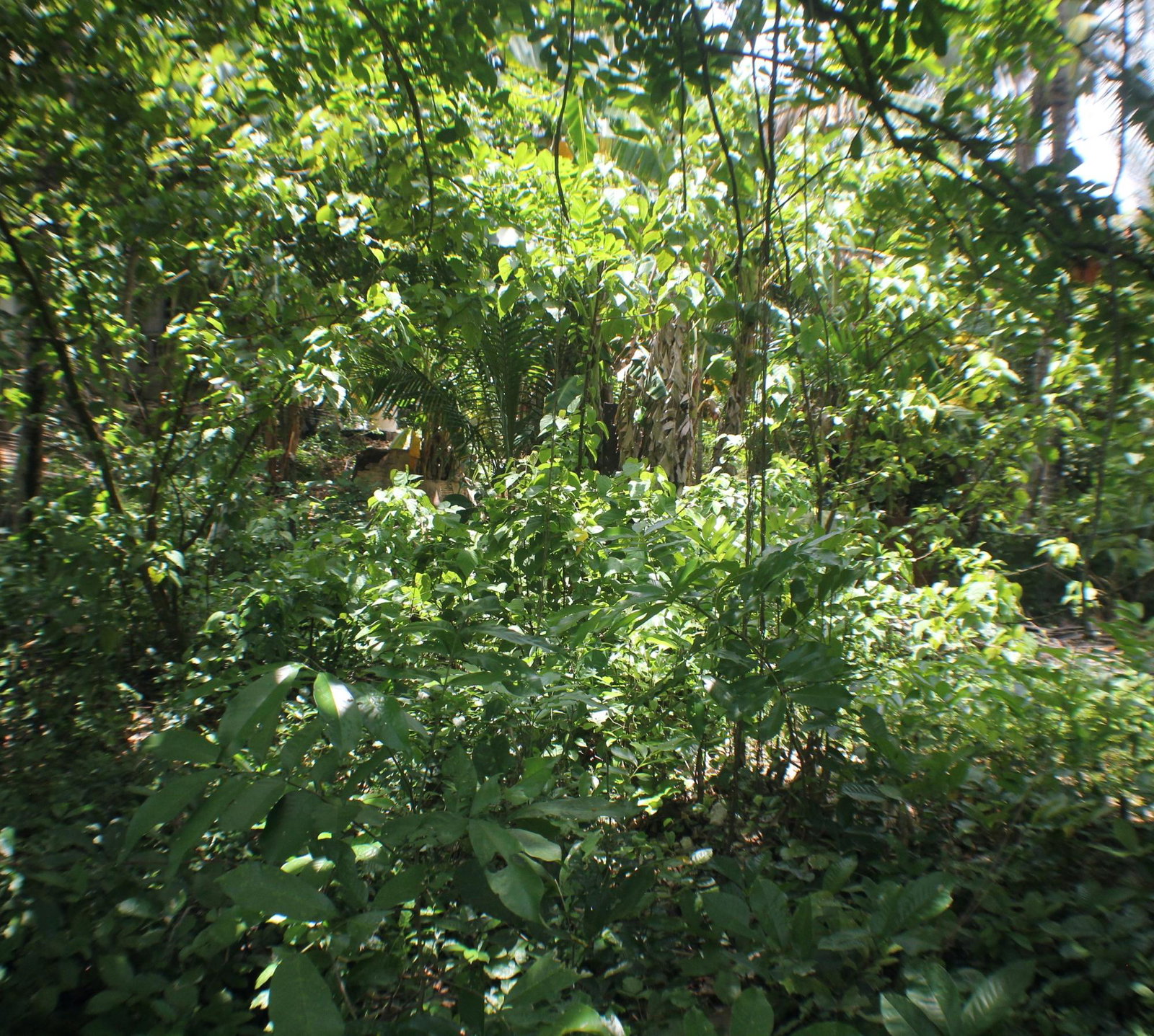 Fifth image of Friendship, Doctor Rock in Santa Cruz, St. Elizabeth, Jamaica - property is For Sale
