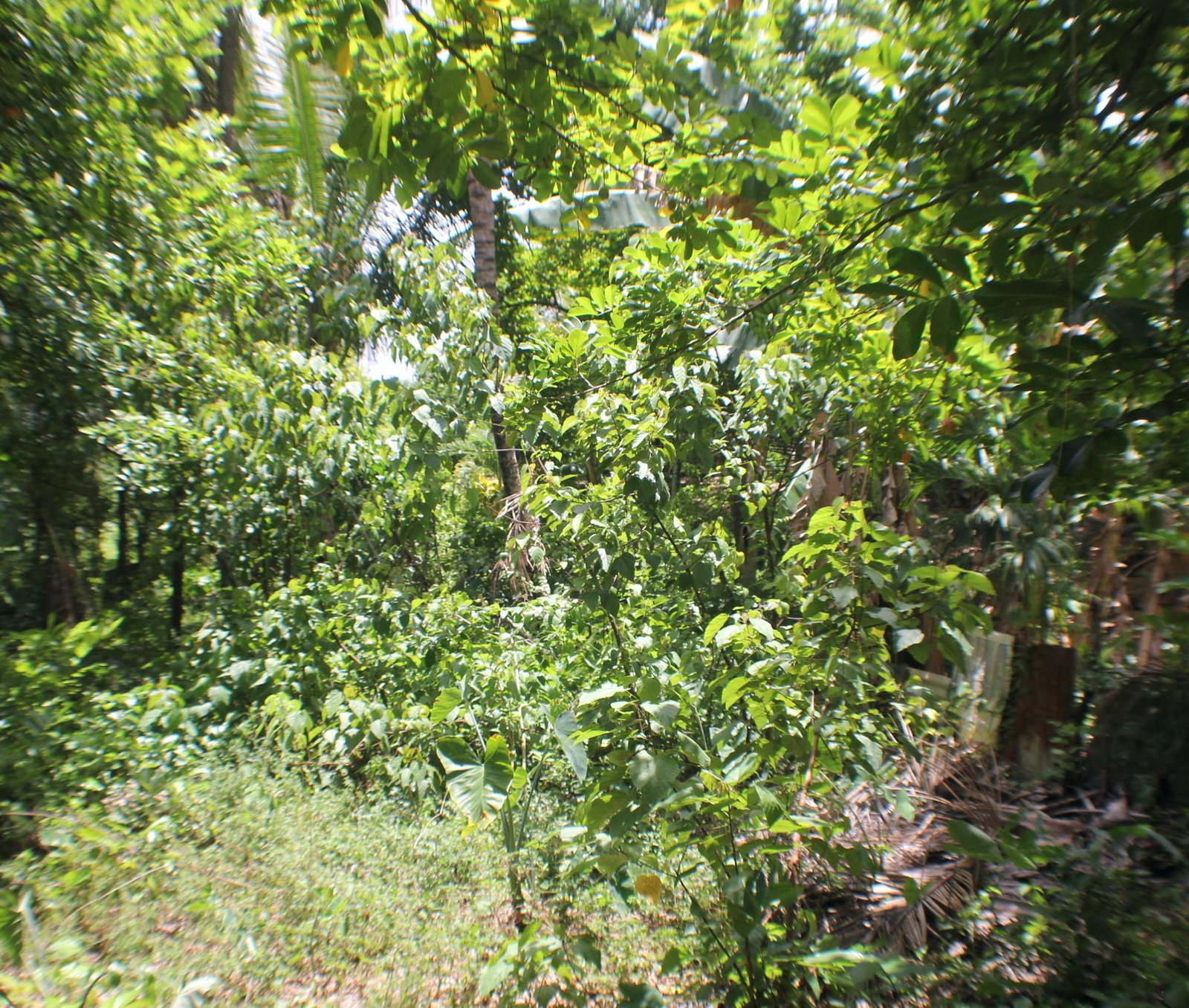Sixth image of Friendship, Doctor Rock in Santa Cruz, St. Elizabeth, Jamaica - property is For Sale