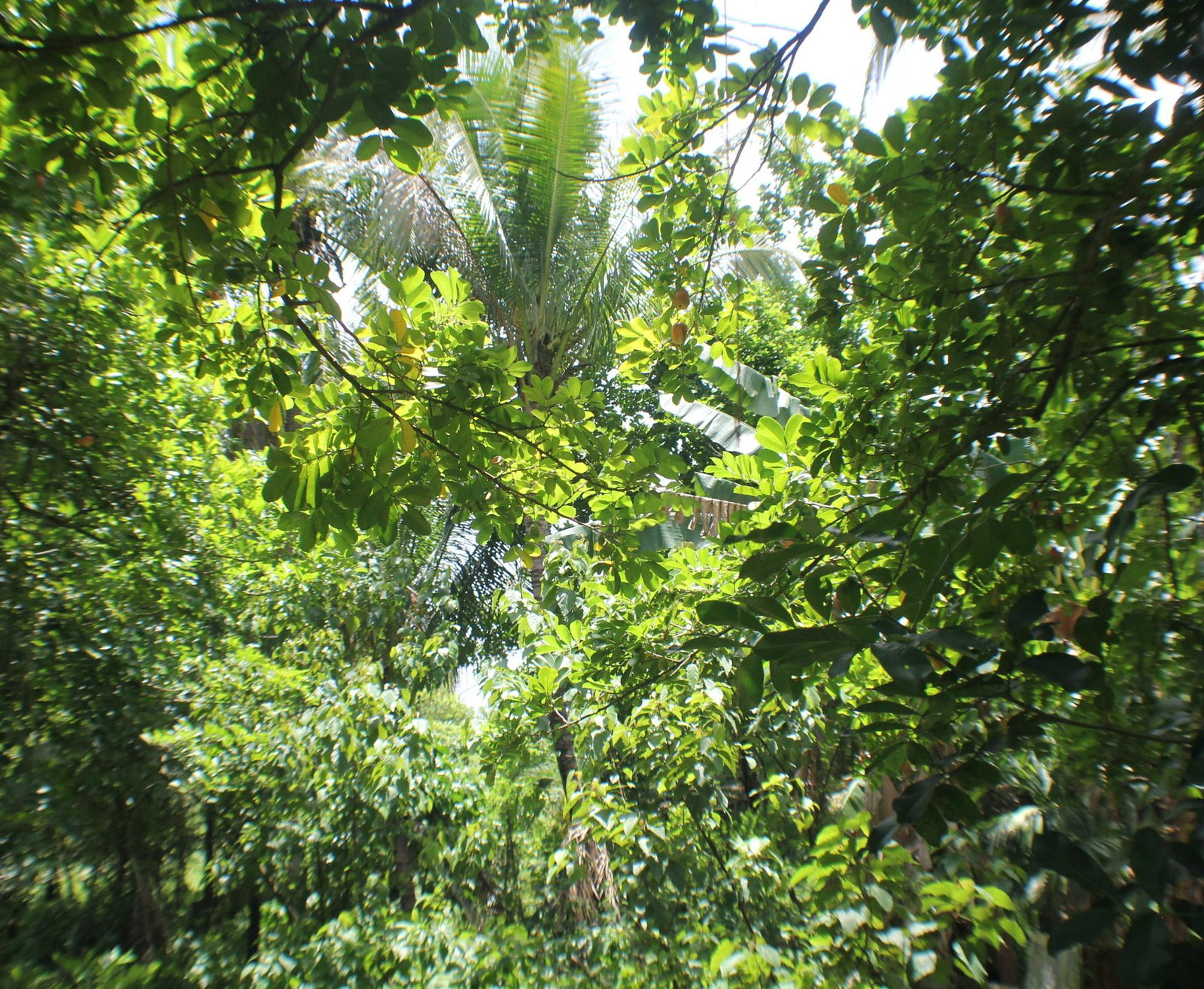 Seventh image of Friendship, Doctor Rock in Santa Cruz, St. Elizabeth, Jamaica - property is For Sale