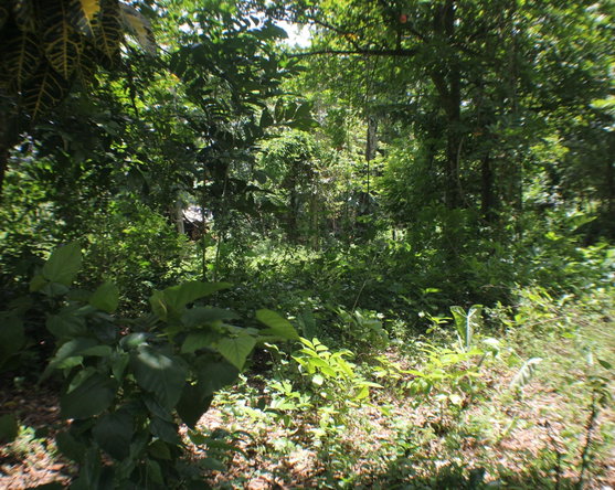 Eighth image of Friendship, Doctor Rock in Santa Cruz, St. Elizabeth, Jamaica - property is For Sale