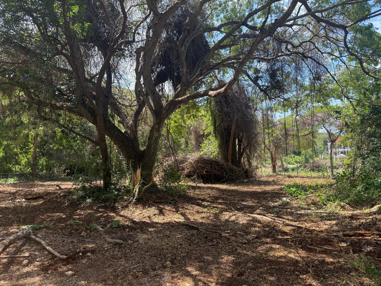 Residential-Lot-for-Sale-in-Duncan-Bay-Trelawny-–-13-Acre-Near-Caribbean-Sea Ninth image of 213 Coconut Close, Duncan’s b in DUNCAN BAY, Trelawny, Jamaica - property is For Sale