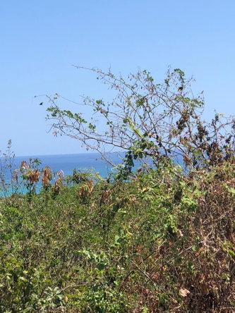 Fourth image of Lot 342 Ridge Way in DUNCAN BAY, Trelawny, Jamaica - property is For Sale
