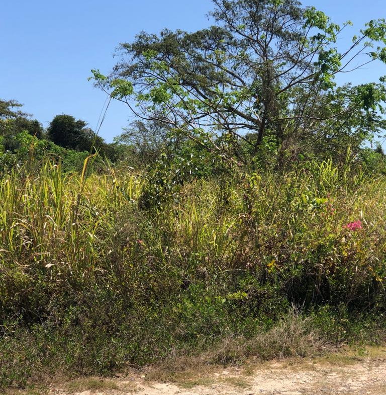 Sixth image of Lot 184 The Dolphin in Duncans, Trelawny, Jamaica - property is For Sale