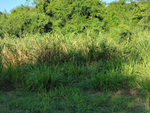 First image of Lot-354 Ridgeway in Duncans, Trelawny, Jamaica - property is For Sale