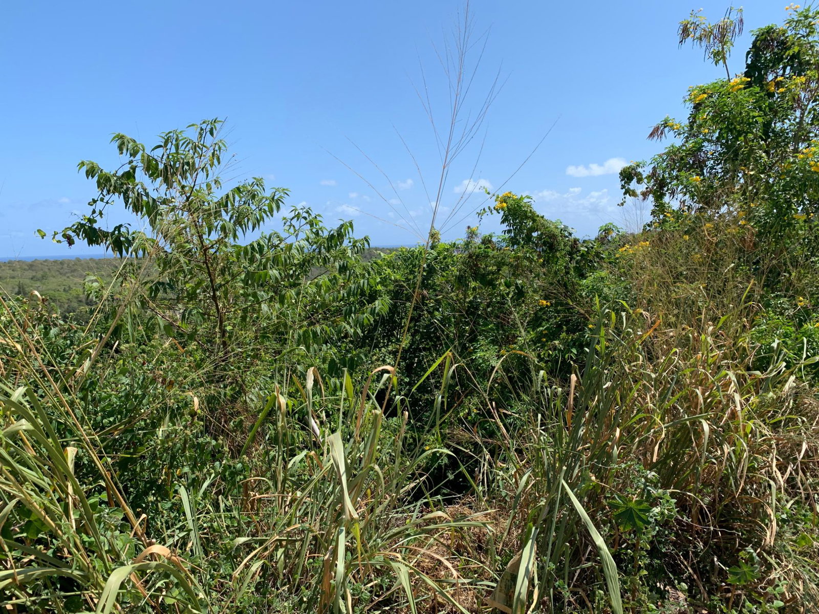 Fourth image of Freedom Drive in DUNCANS HILL, Trelawny, Jamaica - property is For Sale