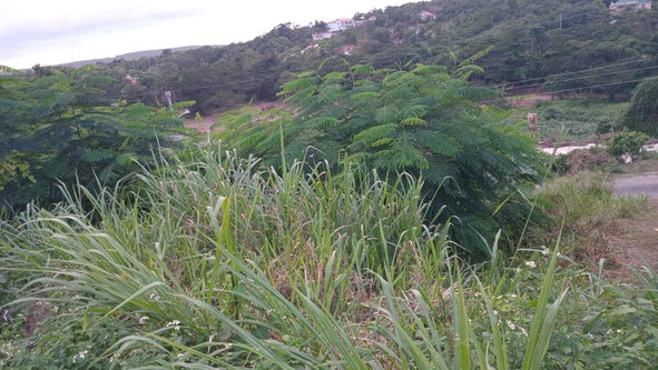 Sixth image of Lot-723 Colonial Drive in Duncans, Trelawny, Jamaica - property is For Sale