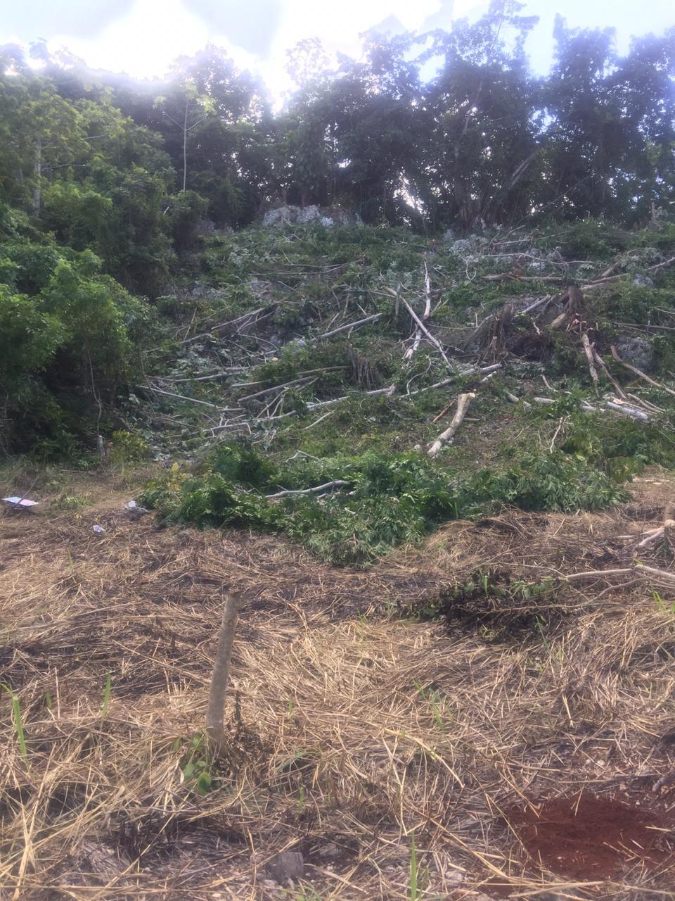 Second image of Forest Glades in Spring Valley, St. Mary, Jamaica - property is For Sale