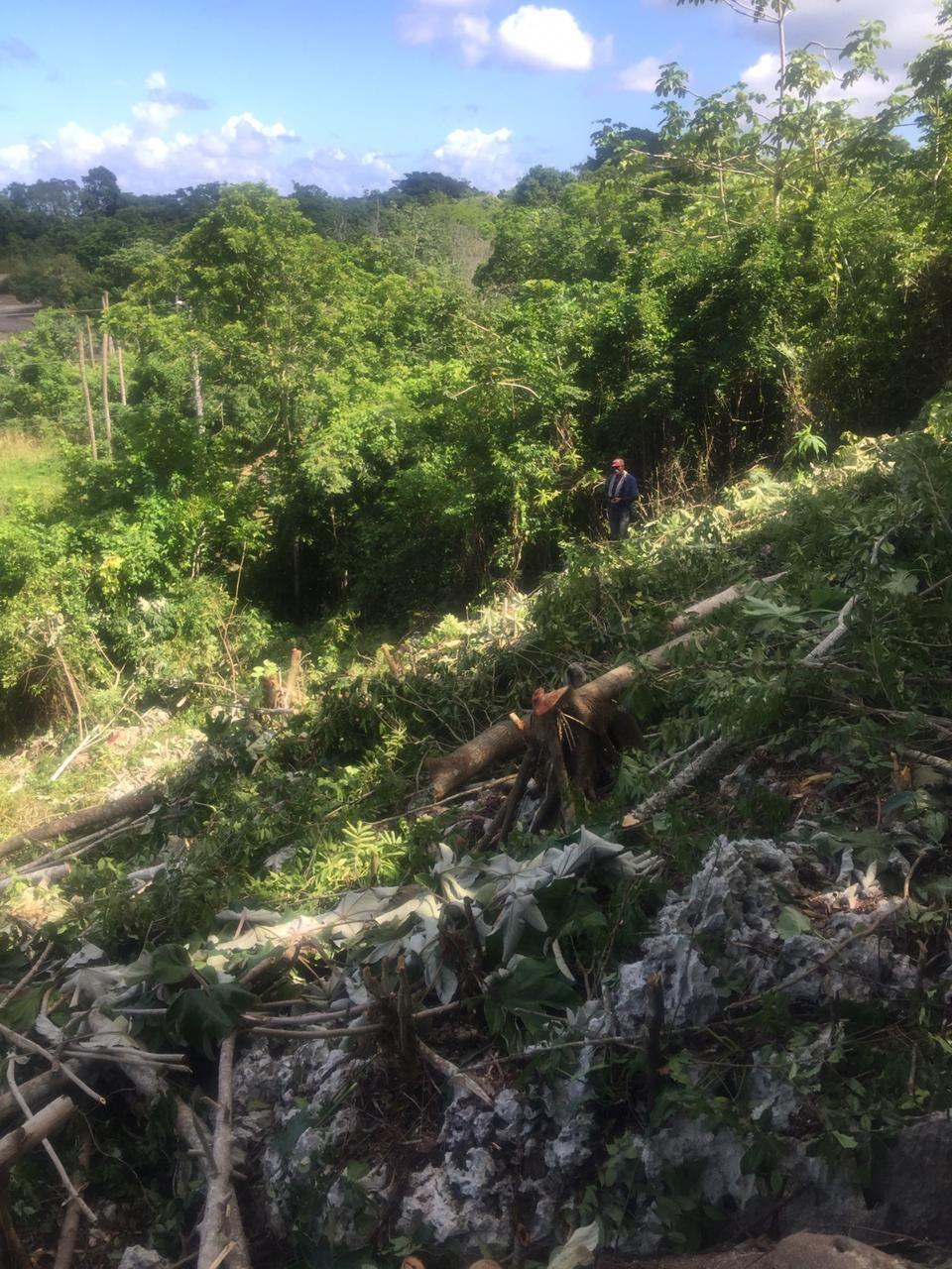 Eighth image of Forest Glades in Spring Valley, St. Mary, Jamaica - property is For Sale