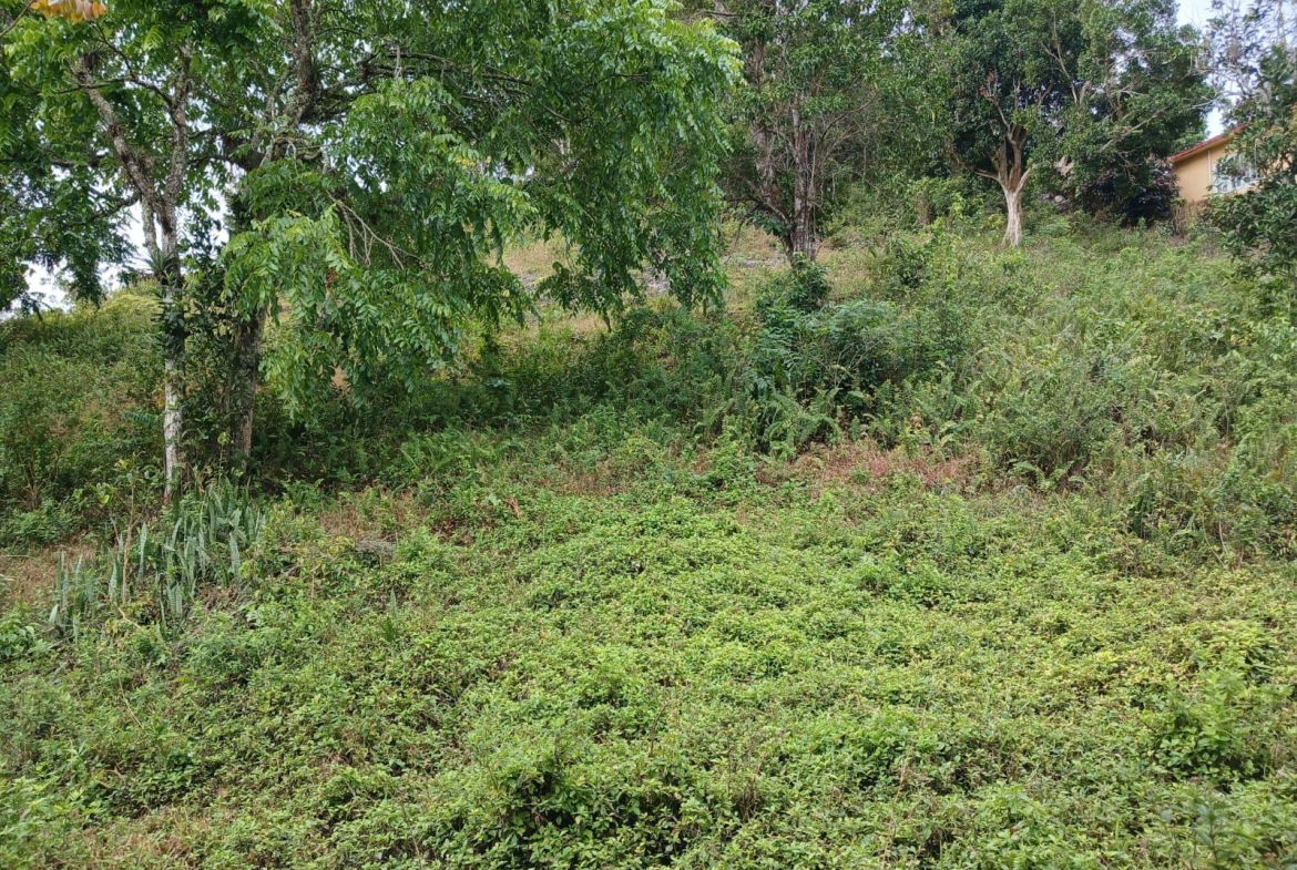 Tenth image of Green Hill Alexandria in Alexandria, St. Ann, Jamaica - property is For Sale