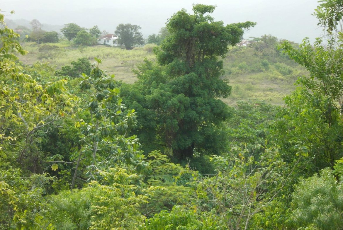 Twelfth image of Holland Town Dalvey in Dalvey, St. Thomas, Jamaica - property is For Sale