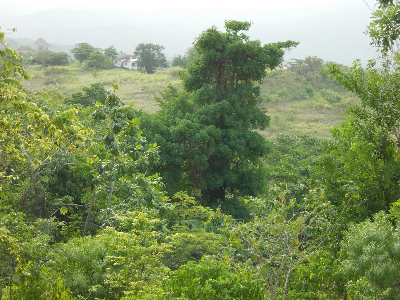 Residential-Lot-for-Sale-in-Holland-Town-Dalvey-St.-Thomas-Jamaica-–-Sea-Mountain-Views Twelfth image of Holland Town Dalvey in Dalvey, St. Thomas, Jamaica - property is For Sale