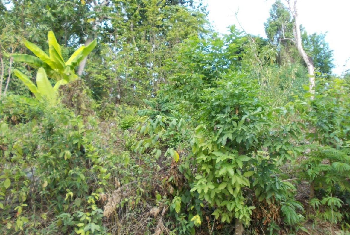Fourteenth image of Holland Town Dalvey in Dalvey, St. Thomas, Jamaica - property is For Sale