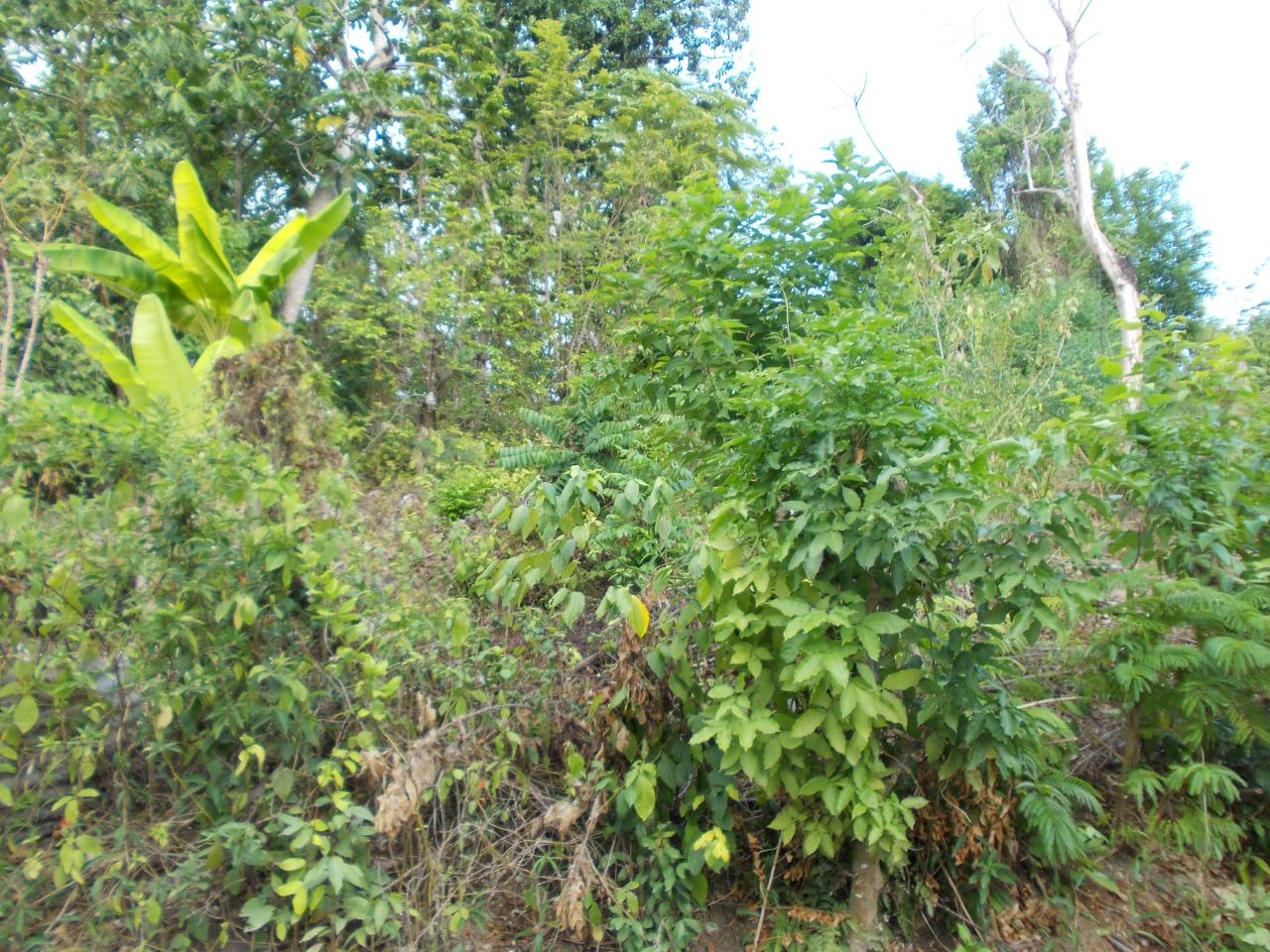 Residential-Lot-for-Sale-in-Holland-Town-Dalvey-St.-Thomas-Jamaica-–-Sea-Mountain-Views Fourteenth image of Holland Town Dalvey in Dalvey, St. Thomas, Jamaica - property is For Sale