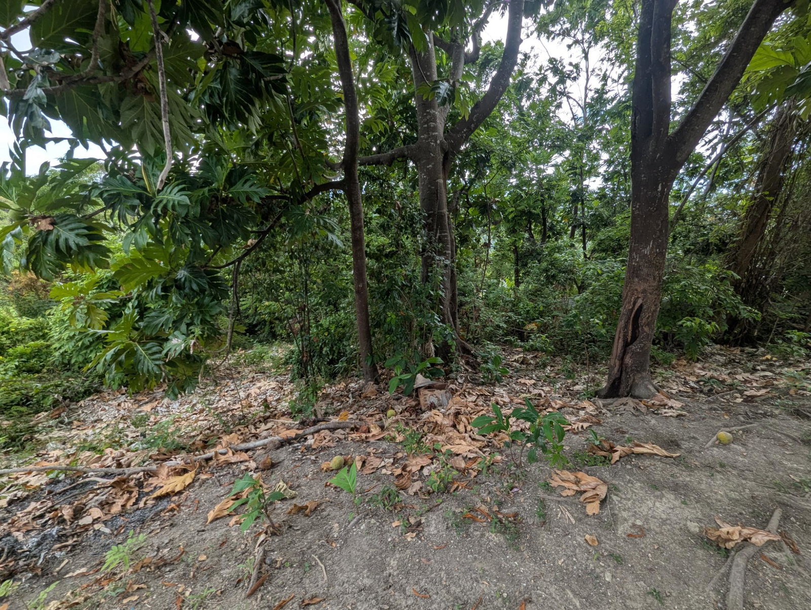 Residential-Lot-for-Sale-in-Holland-Town-Dalvey-St.-Thomas-Jamaica-–-Sea-Mountain-Views Seventeenth image of Holland Town Dalvey in Dalvey, St. Thomas, Jamaica - property is For Sale