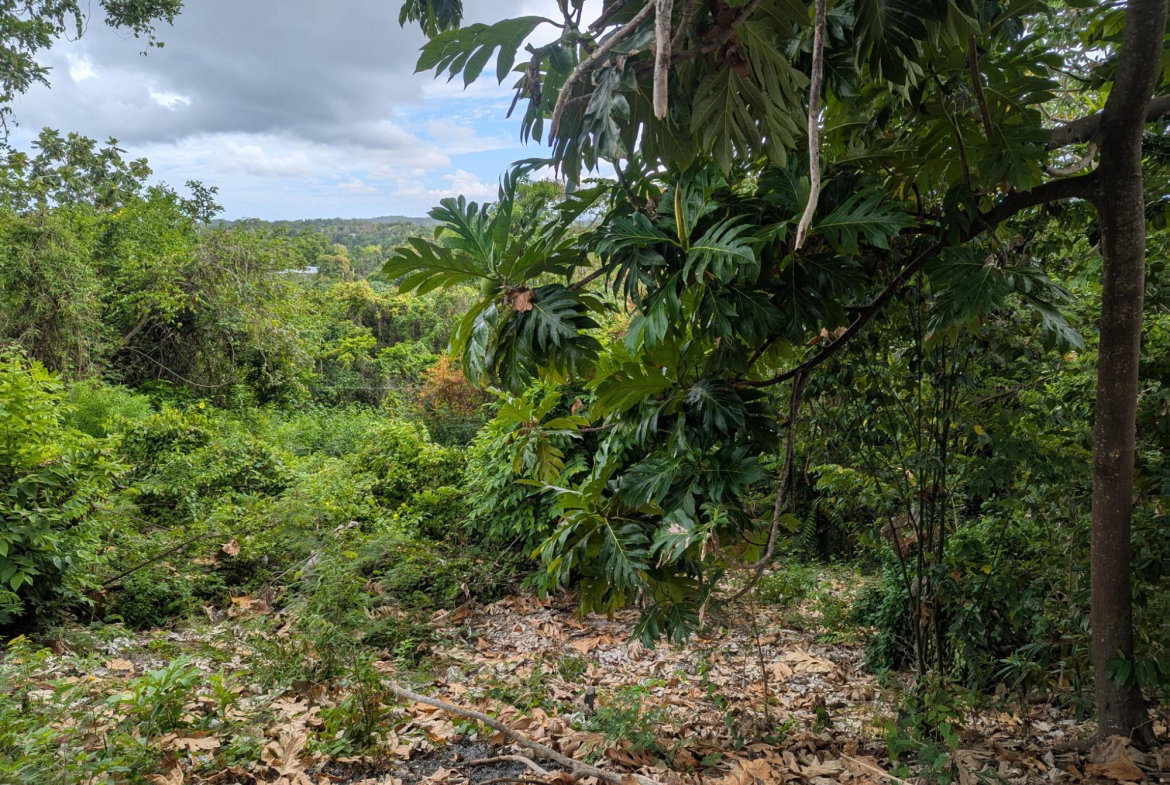 Eighteenth image of Holland Town Dalvey in Dalvey, St. Thomas, Jamaica - property is For Sale