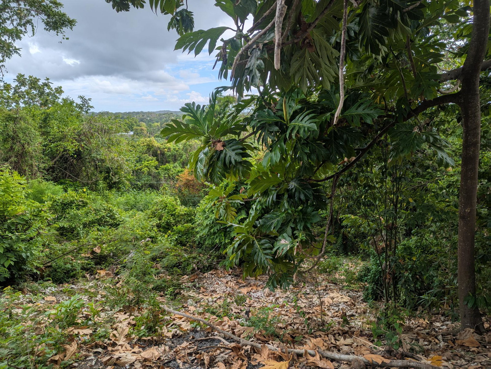 Residential-Lot-for-Sale-in-Holland-Town-Dalvey-St.-Thomas-Jamaica-–-Sea-Mountain-Views Eighteenth image of Holland Town Dalvey in Dalvey, St. Thomas, Jamaica - property is For Sale